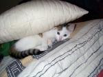 le chat